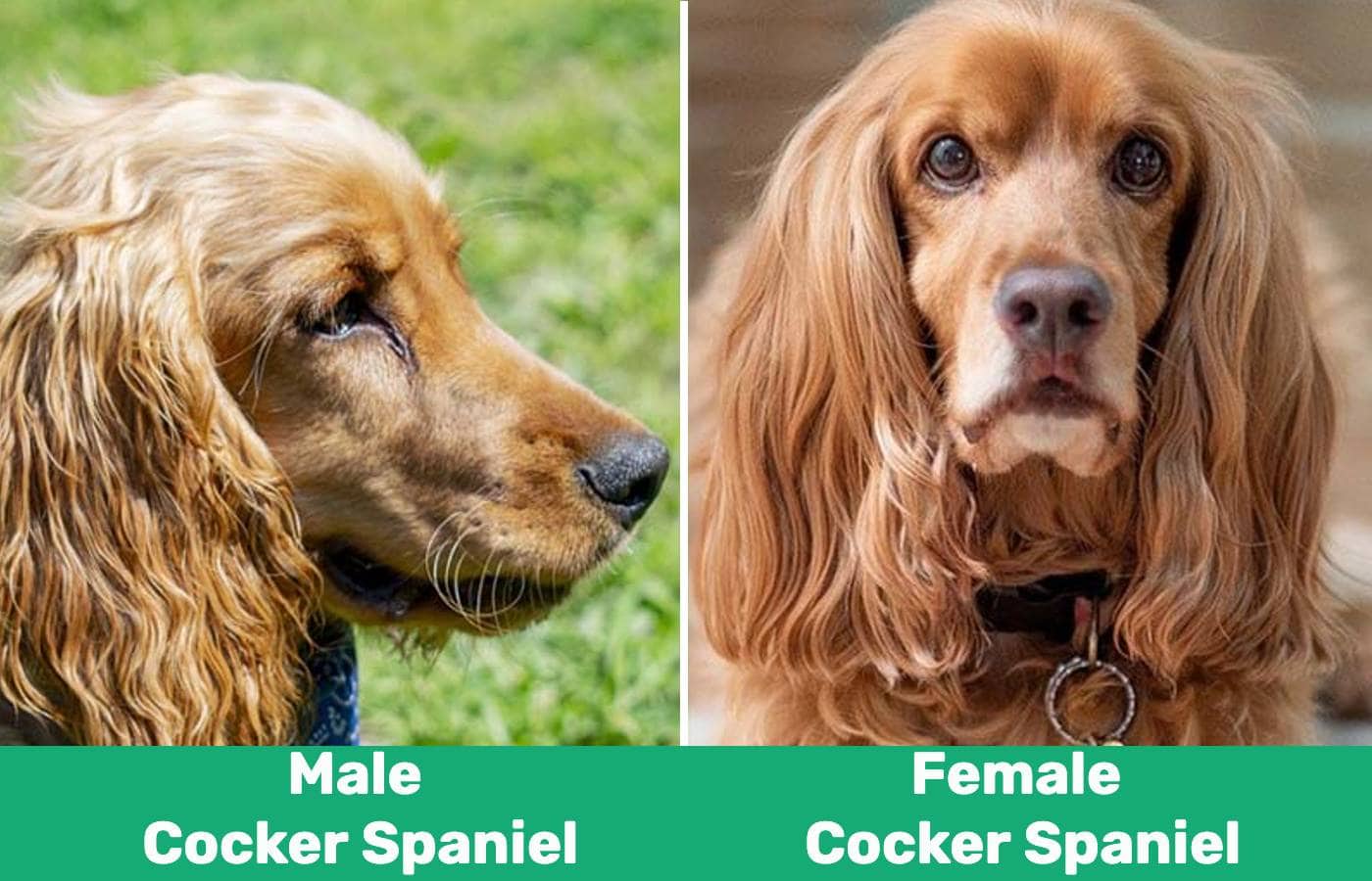 Male Vs Female Cocker Spaniel