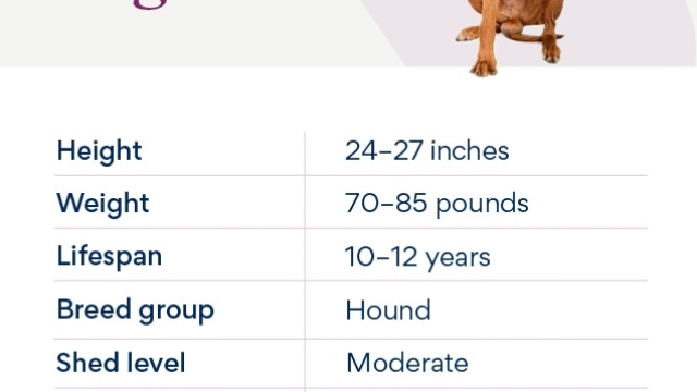 Common Health Issues in Rhodesian Ridgebacks: Vet Insights