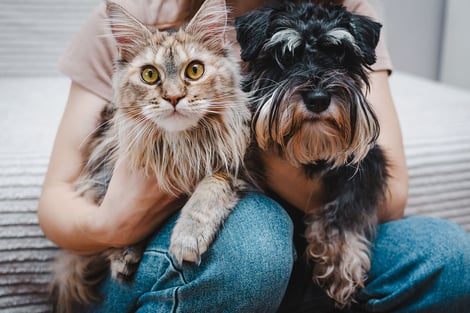 Dog Training for Low Income Families: Affordable Tips