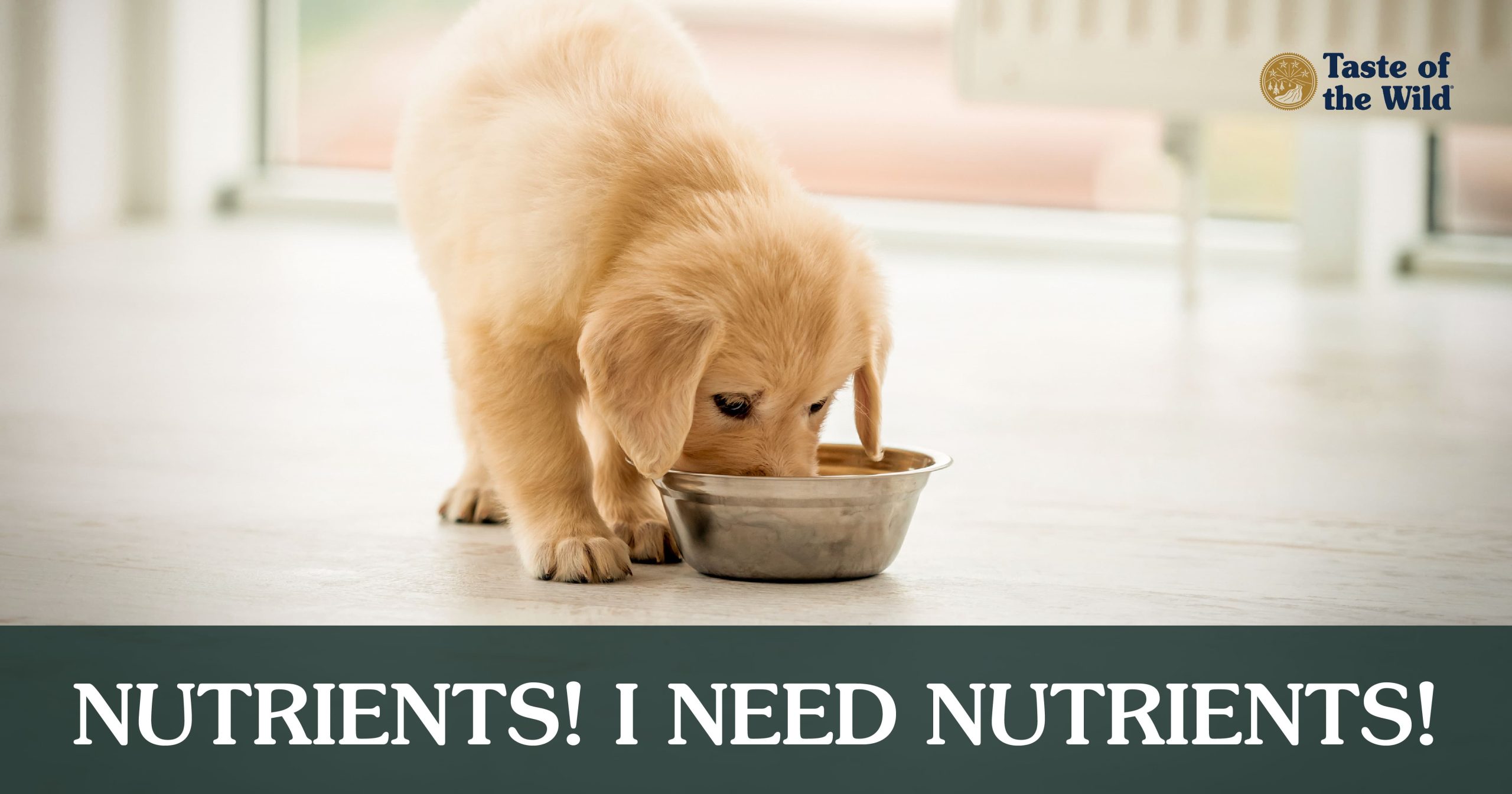 How to Choose the Right Puppy Food A Complete Guide Daily Dogs Care