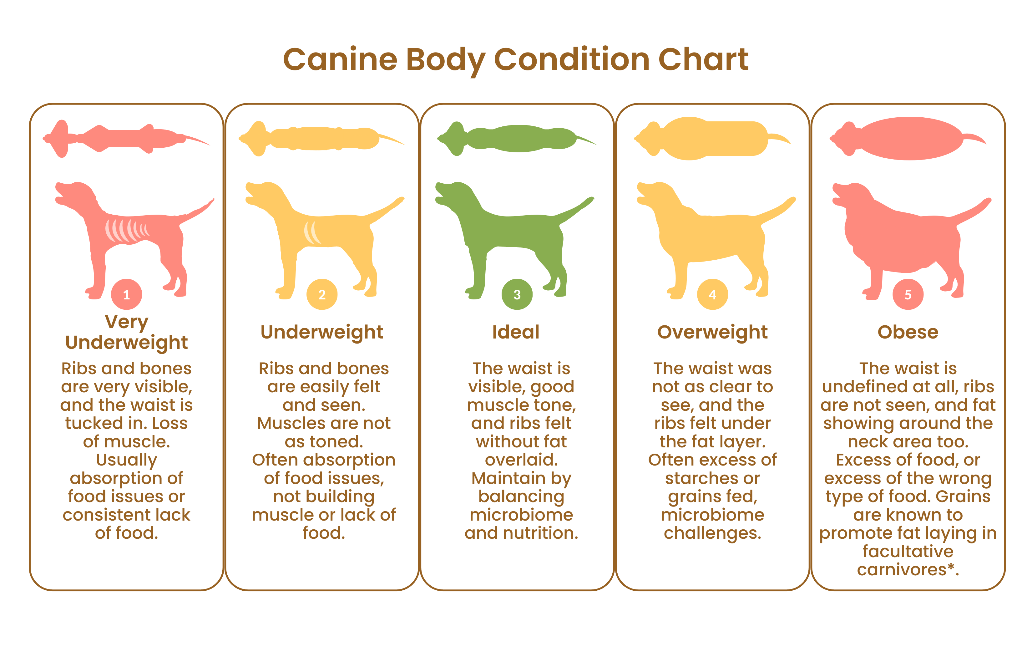How to Help a Dog Lose Weight