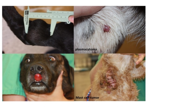 How to Recognize Dog Cancer Symptoms: Early Signs