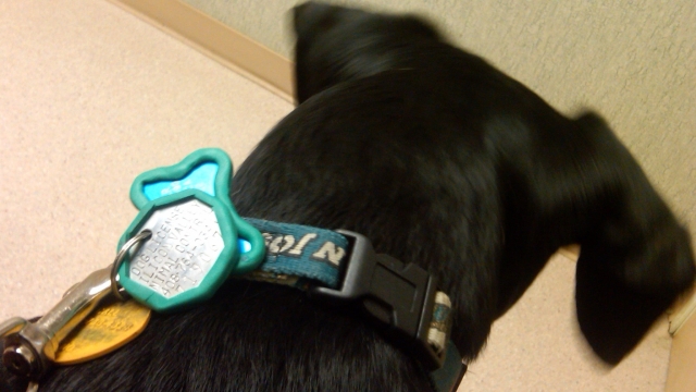 How to Stop Dog Collar from Jingling: Quiet Solutions