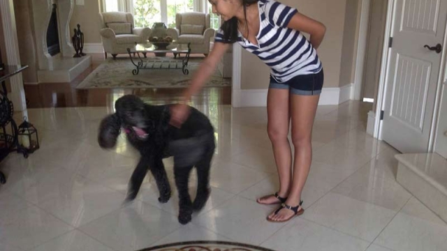 How to Teach a Dog to Spin in a Circle: Easy Steps & Tips