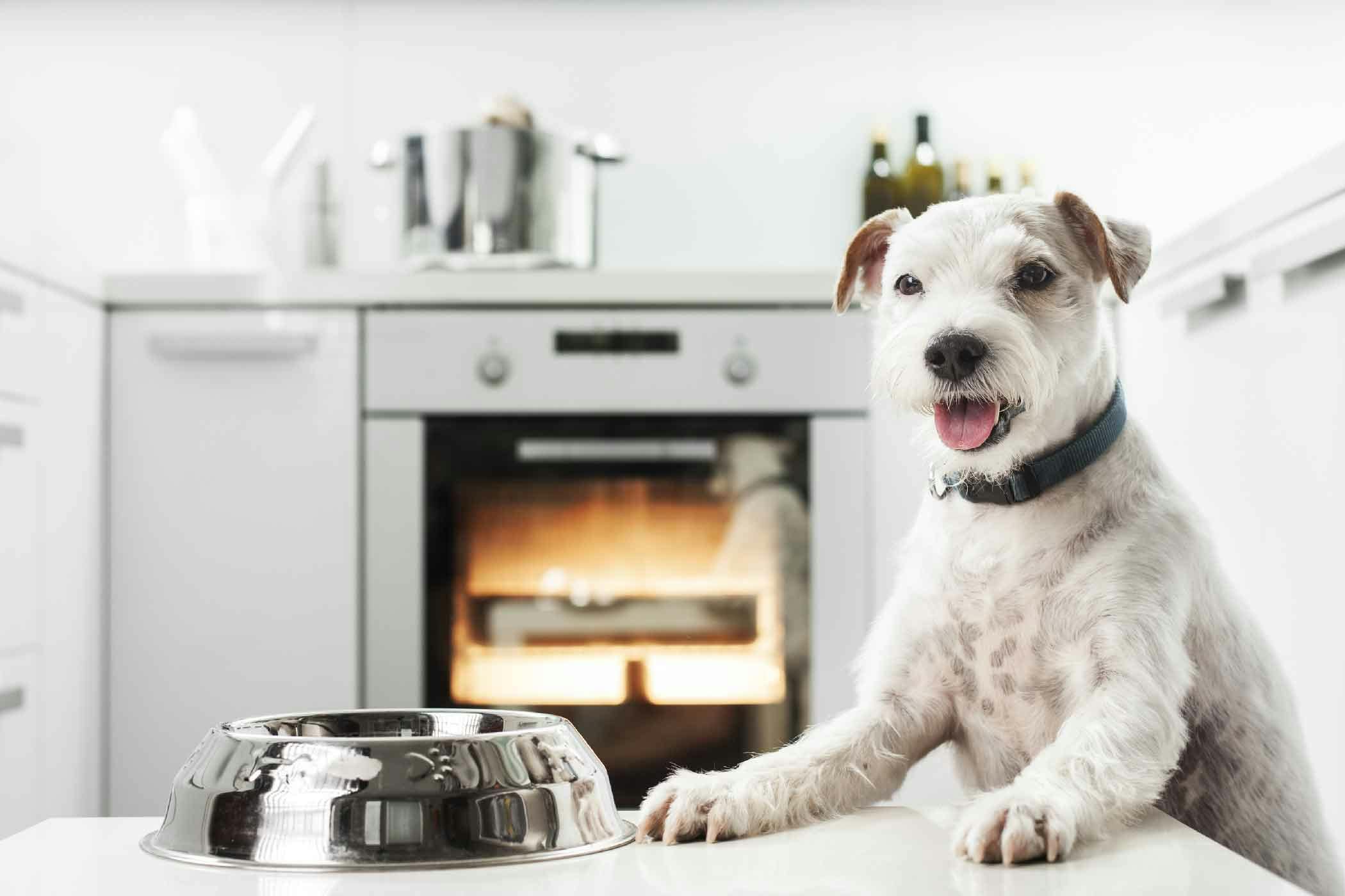 How to Train a Dog to Stay Out of the Kitchen: Proven Tips