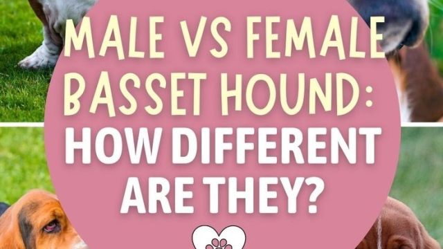 Male Vs Female Basset Hound: Unveiling the Differences