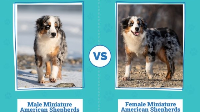 Male Vs Female Miniature American Shepherds: Traits Faceoff