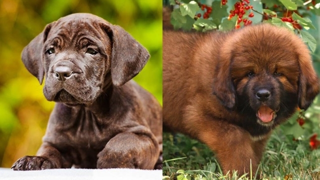 Cane Corso Tibetan Mastiff Mix: Ultimate Guard Dog Guide