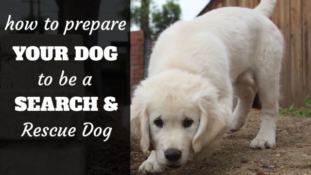 How to Train a Dog for Search And Rescue: Expert Tips