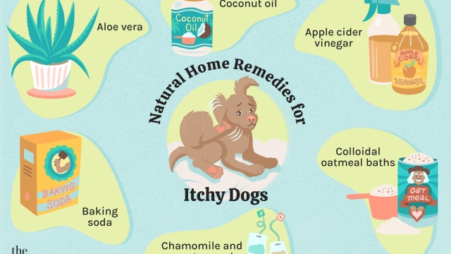 How to Treat Dog Skin Rashes Naturally: Quick Relief Tips