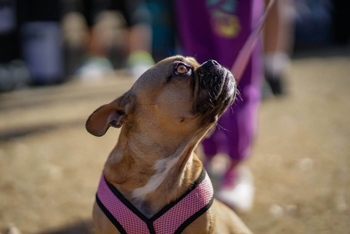 aggressive dog training cincinnati transform your pets behavior