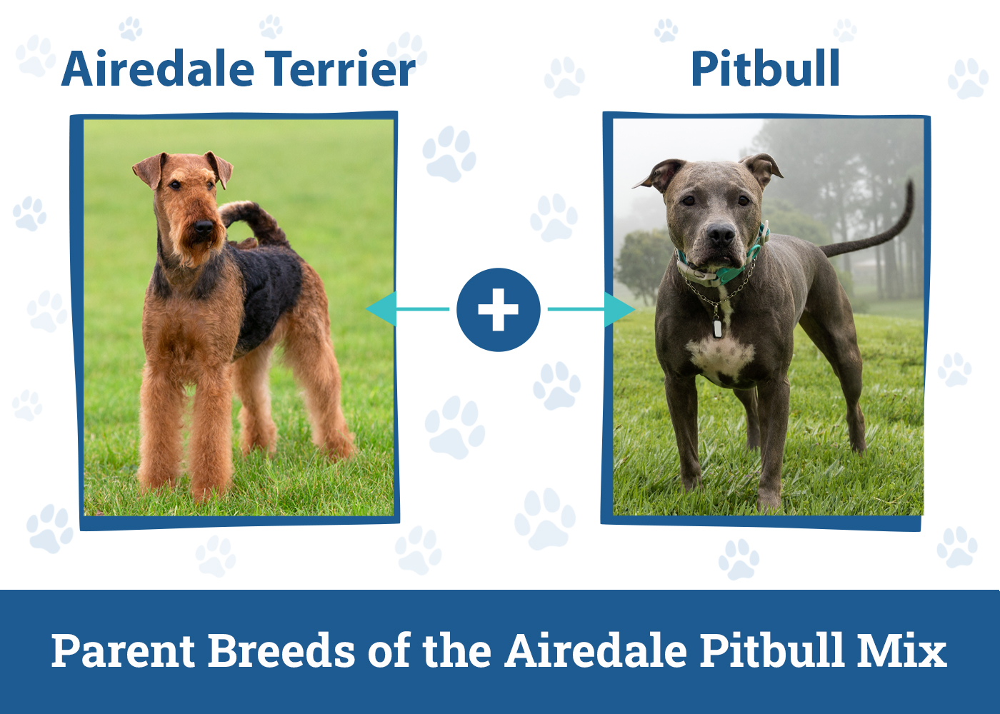 airedale pitbull mix unveiling the dynamic hybrid