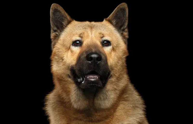 Akita Chow Mix: Unveil the Best of Both Breeds!