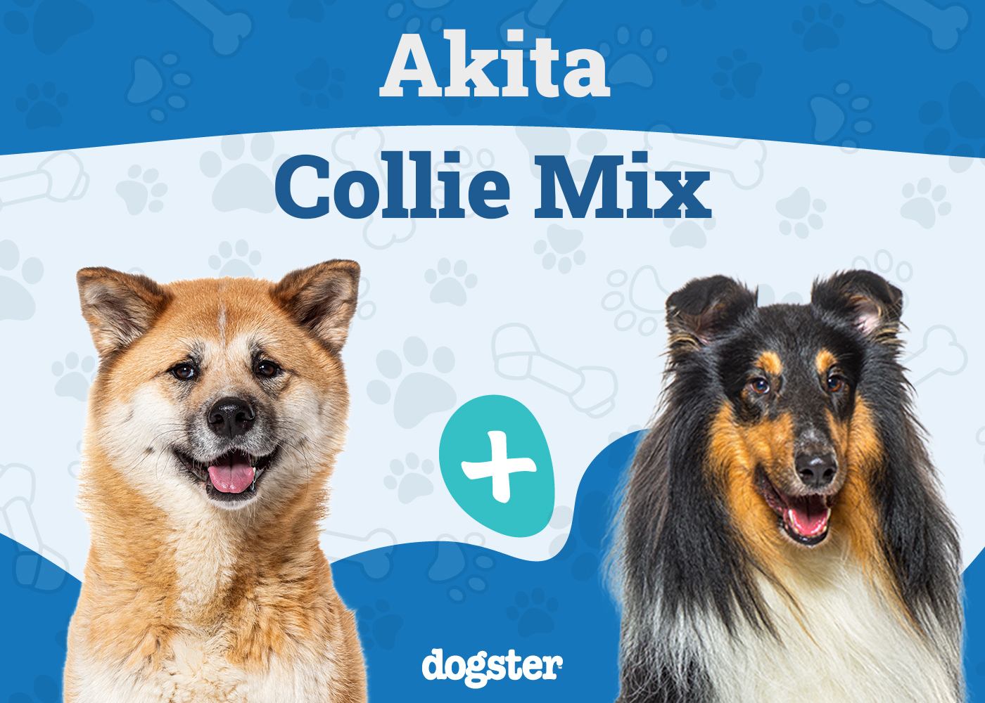 Akita Collie Mix: Unveiling the Ultimate Canine Companion