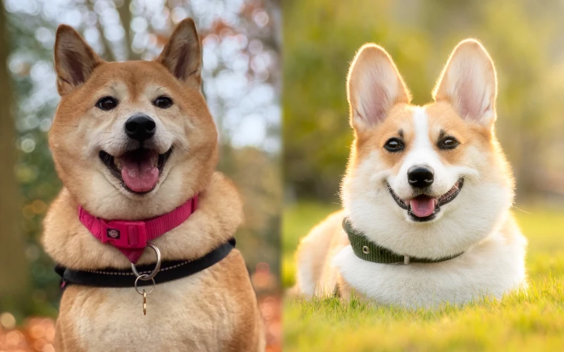 akita corgi mix unveiling the ultimate cute hybrid