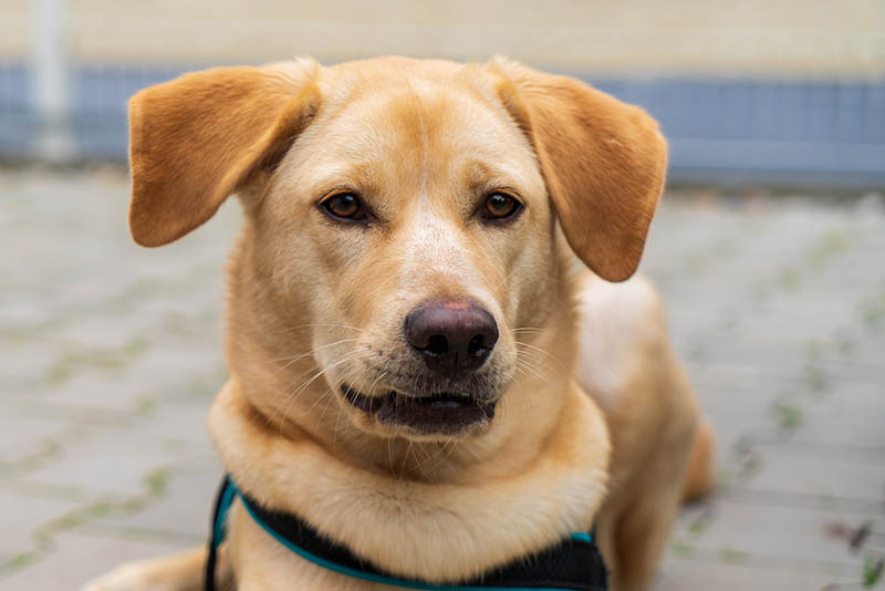 Akita Golden Retriever Mix: Unveiling the Perfect Pooch
