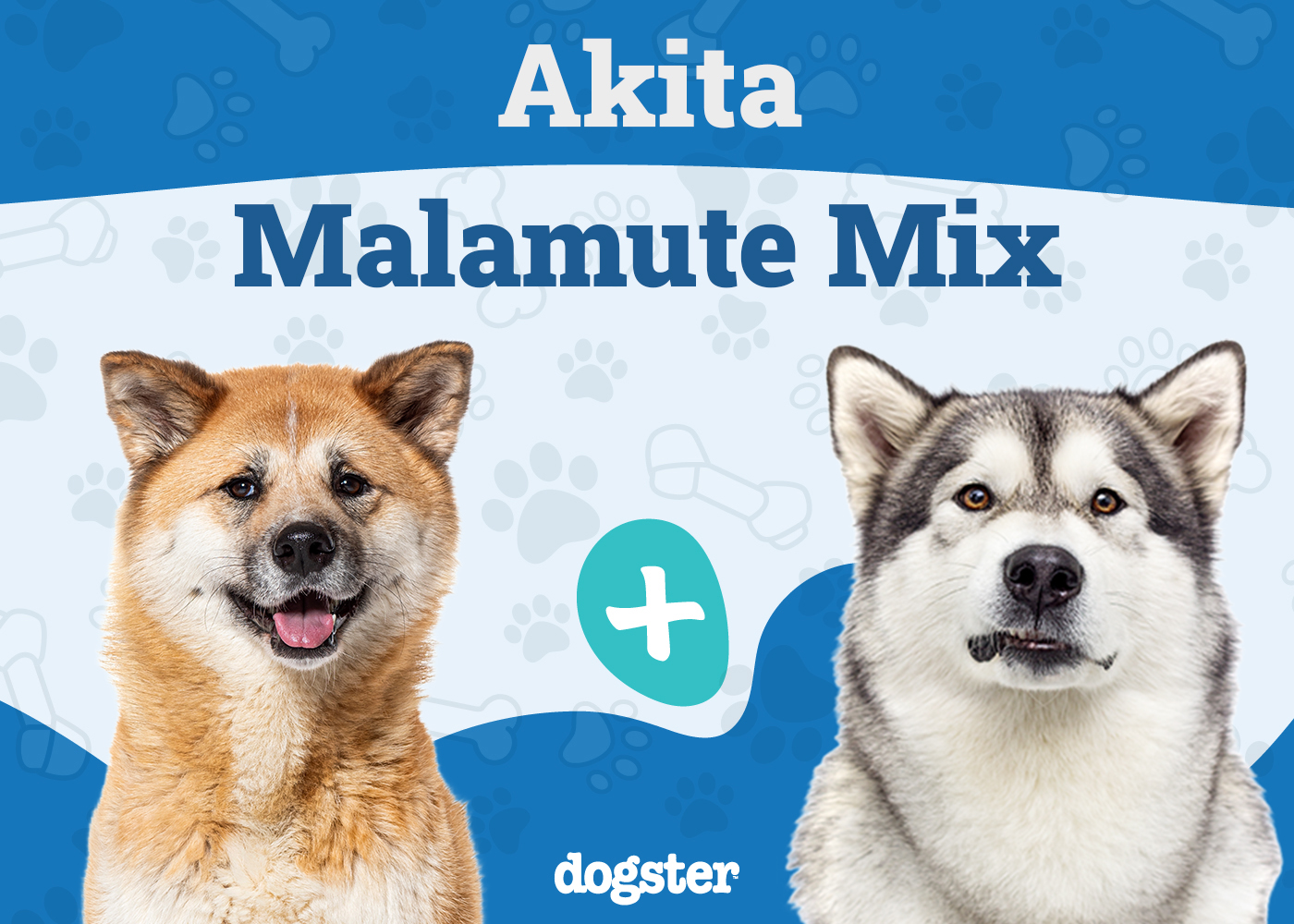 akita malamute mix unveiling the majestic hybrid