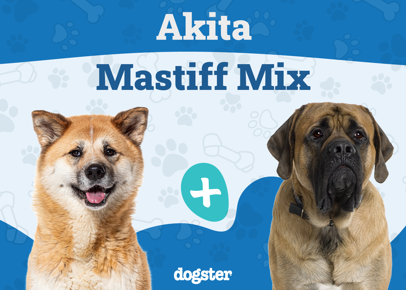 akita mastiff mix the ultimate guide to a mighty breed
