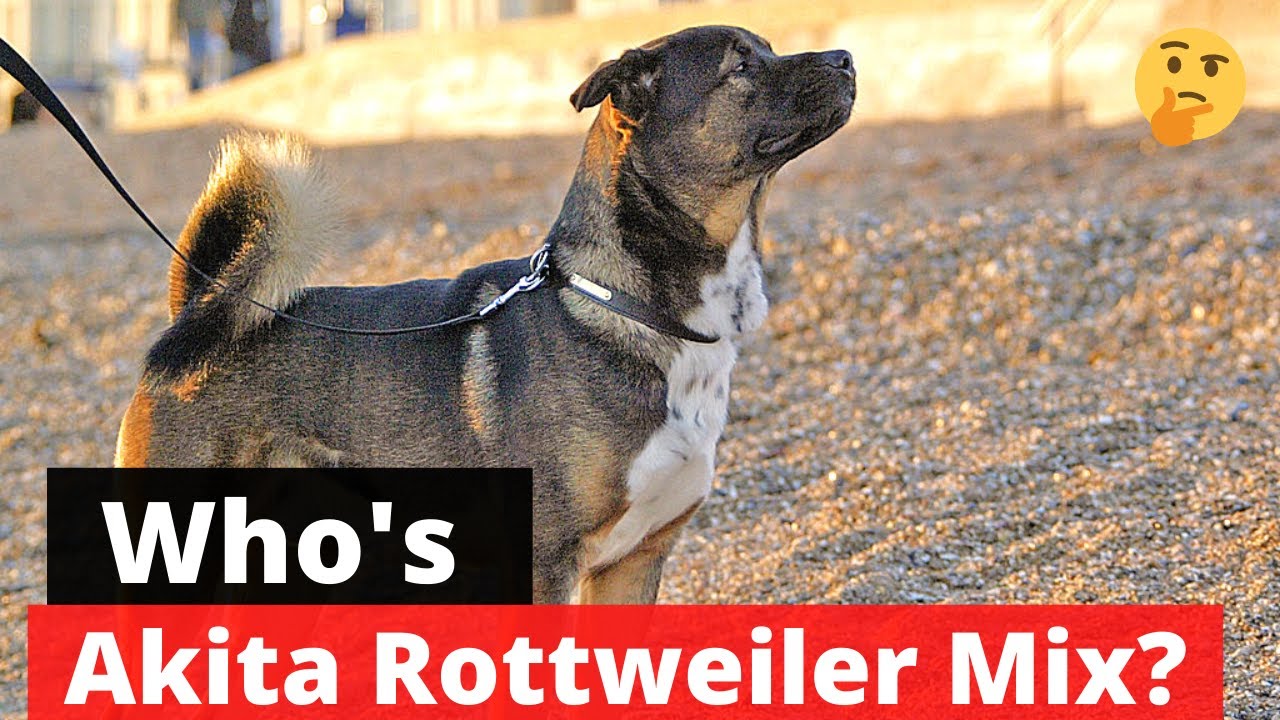 akita rottweiler mix unveiling the mighty akiweiler