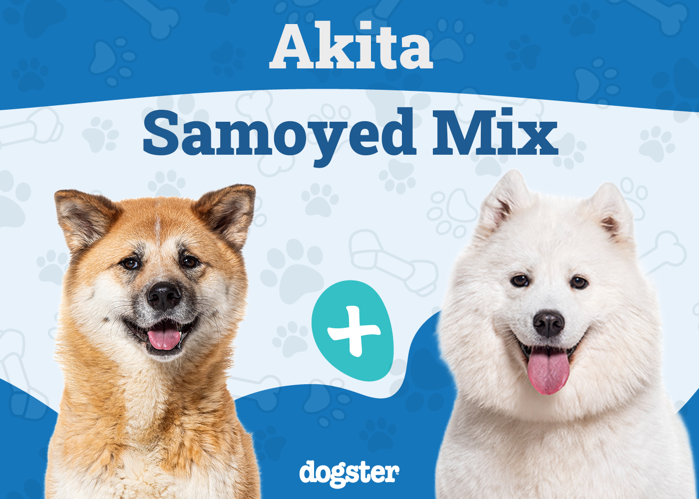 akita-samoyed-mix-unveiling-the-ultimate-canine-blend