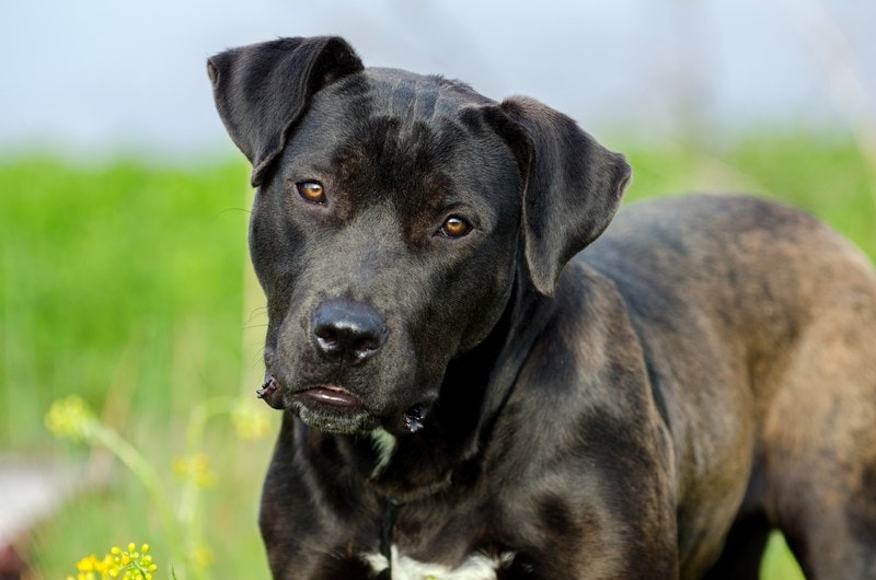 American Bulldog Lab Mix: Unleashing the Ultimate Pet!