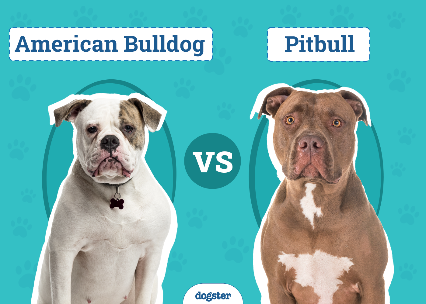 American Bulldog Vs Pitbull: Unleashing the Truth