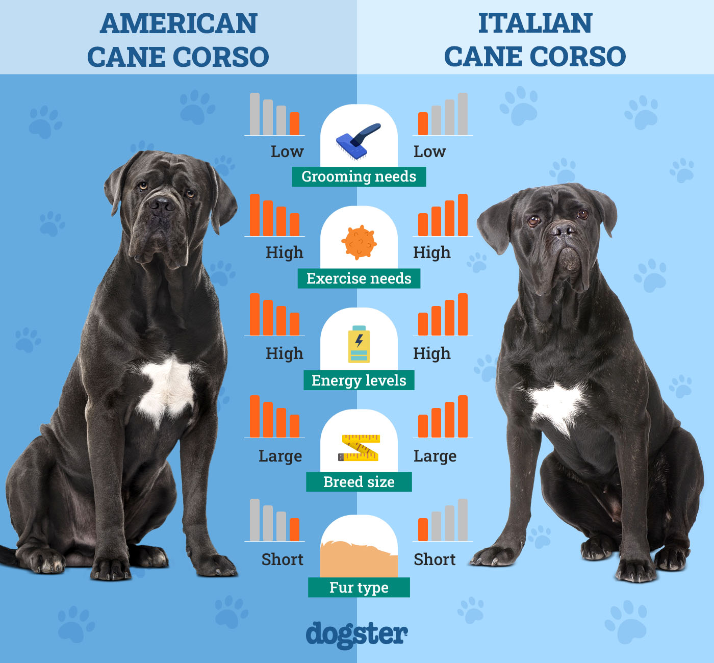 American Cane Corso Vs Italian Cane Corso: Breed Battles