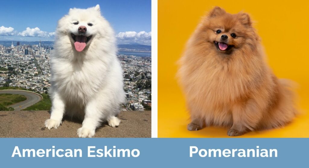 American Eskimo Vs Pomeranian: Cute Clash!