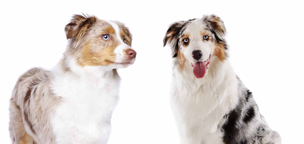 American Shepherd Vs Australian Shepherd: Breed Battle!