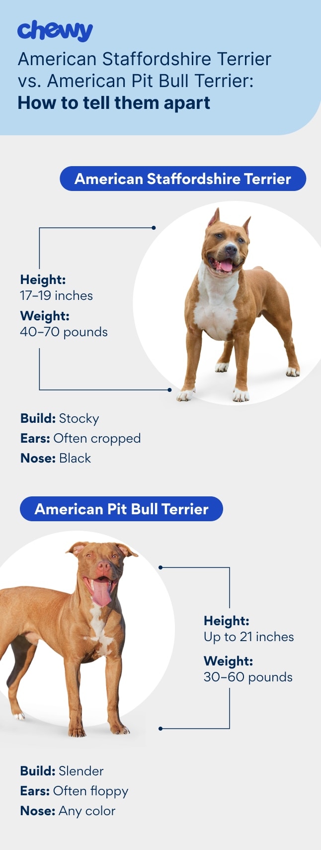American Staffordshire Terrier Vs Pitbull: Unveiling Myths