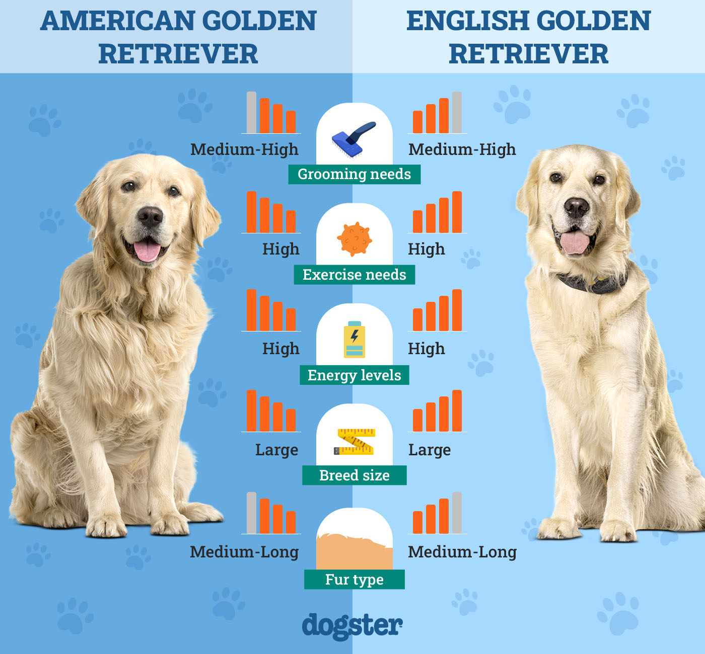 american vs english golden retrievers unveiling the truth 1