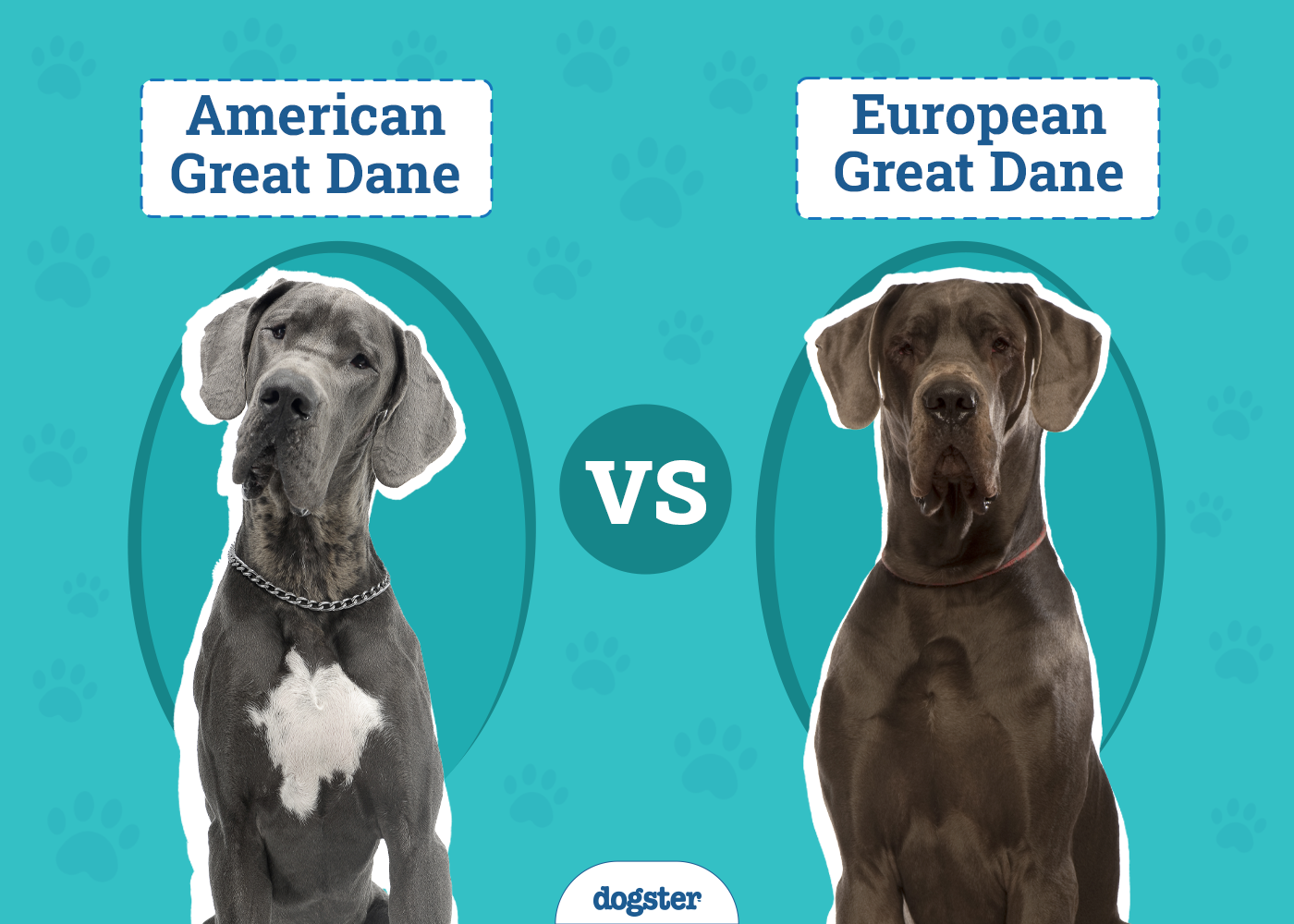 american vs european great dane key differences