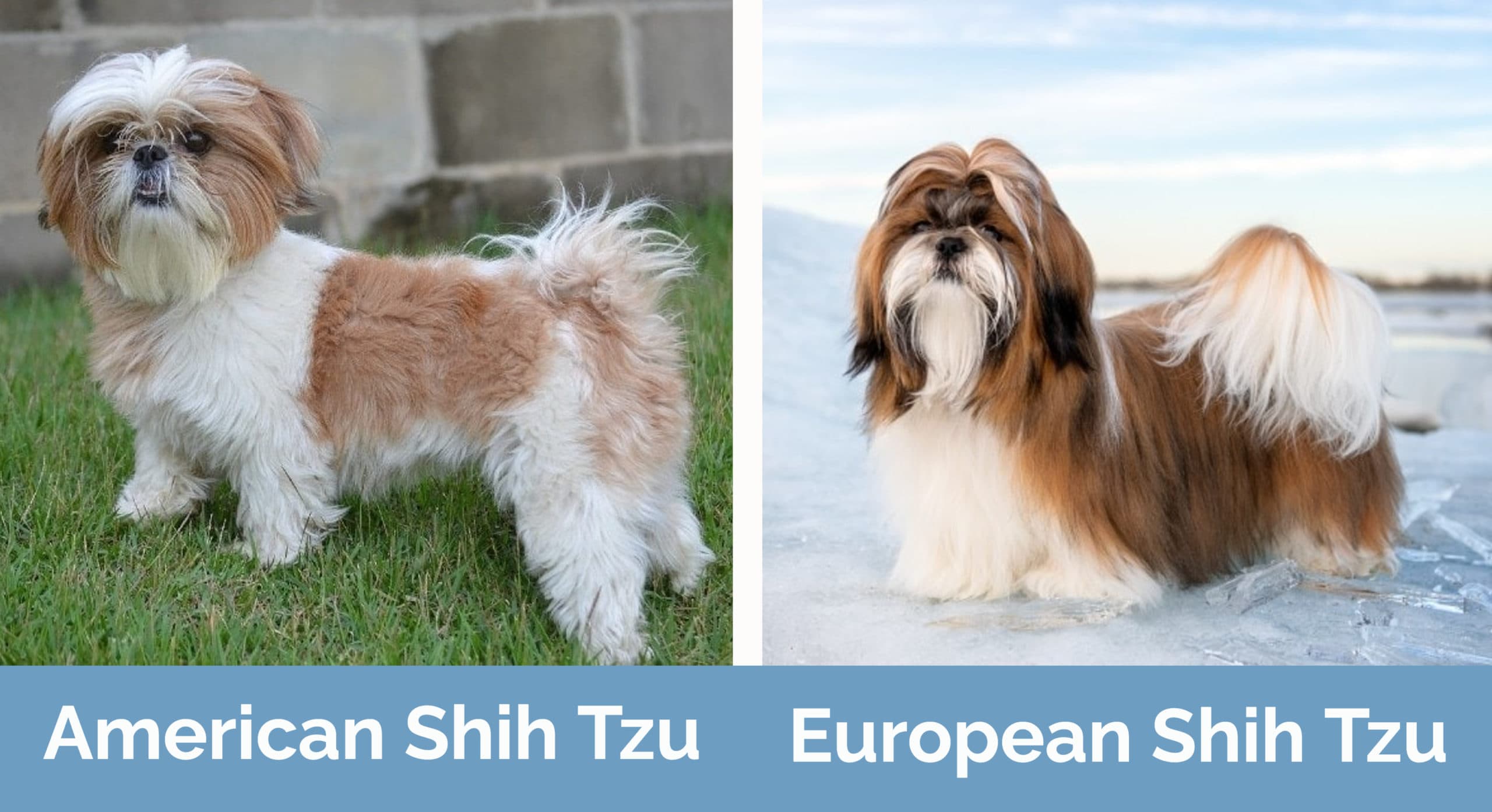 american vs european shih tzu unveiling the differences