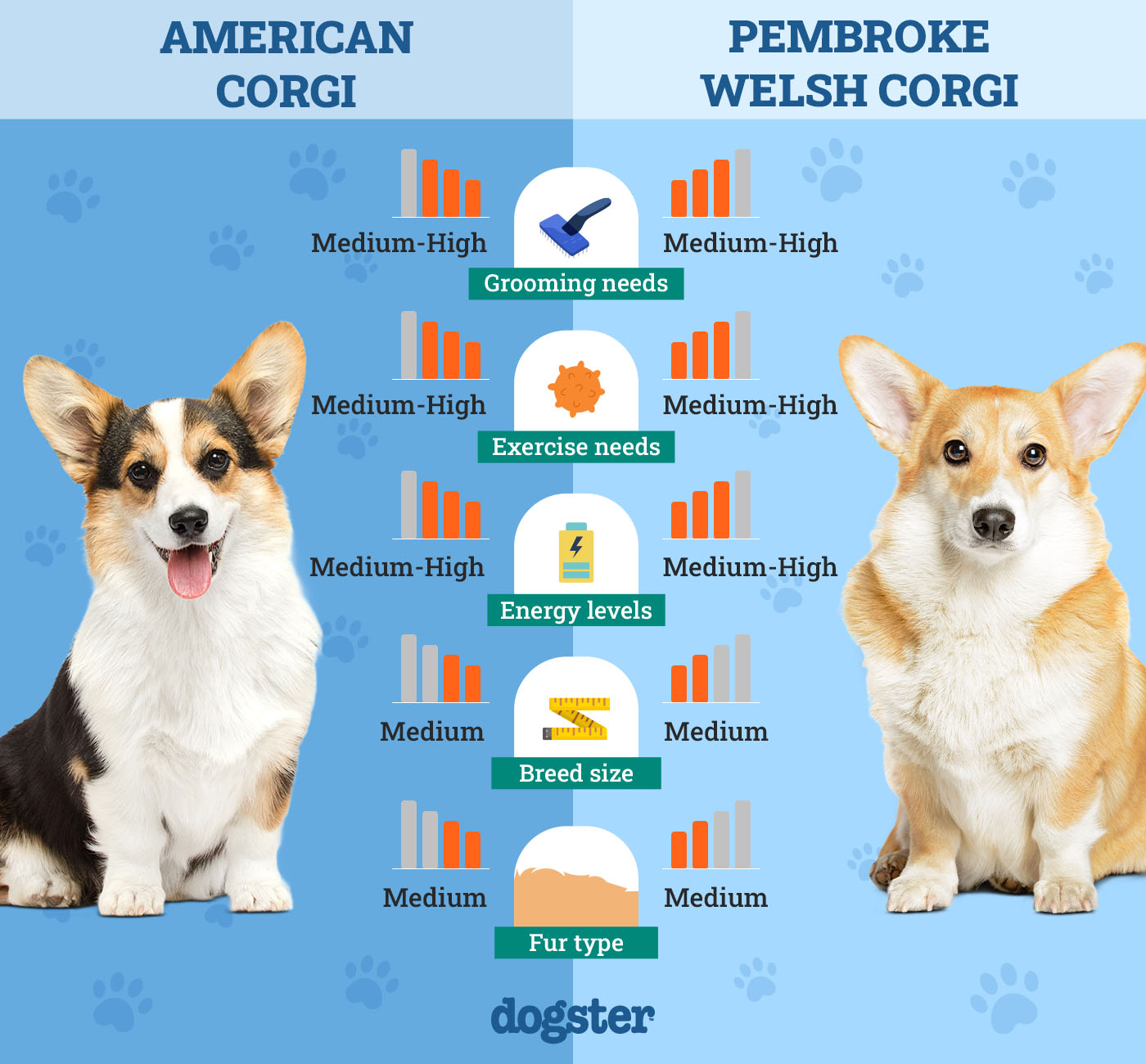 American Vs Pembroke Welsh Corgi: Breed Showdown!