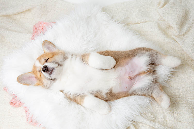Are Corgies Nocturnal? Unveiling Their Sleep Patterns