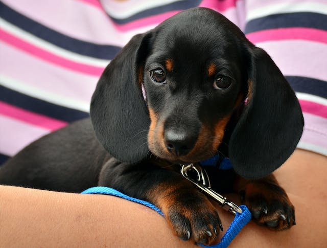 Are Dachshunds Hypoallergenic Dog Breeds? Unveiling Facts!