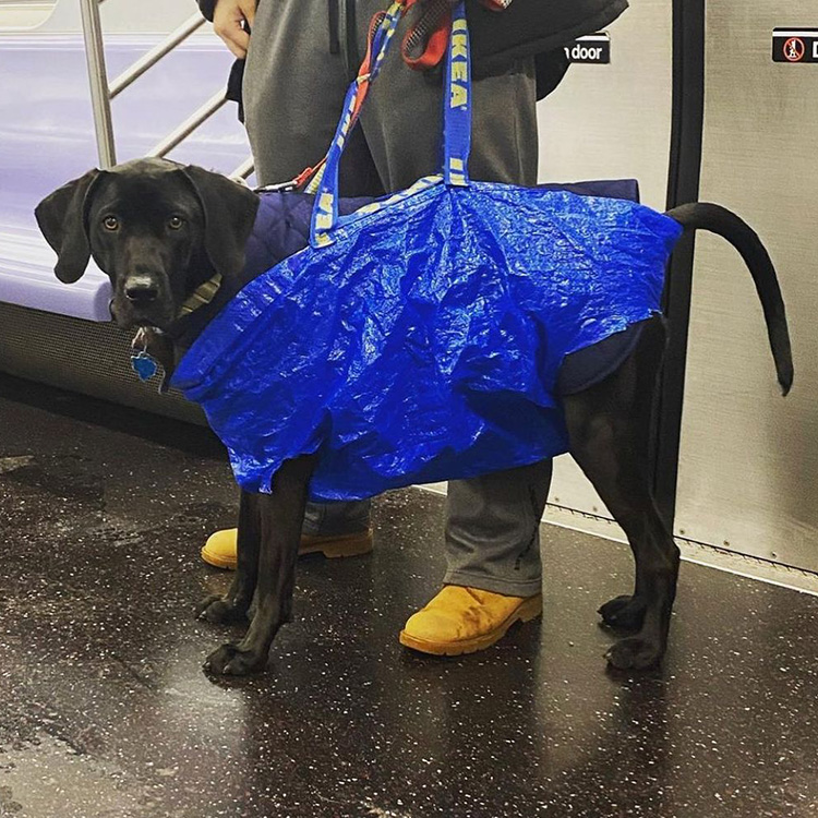 Are Dogs in Bags Allowed in Shops?: Pet Policy Insights