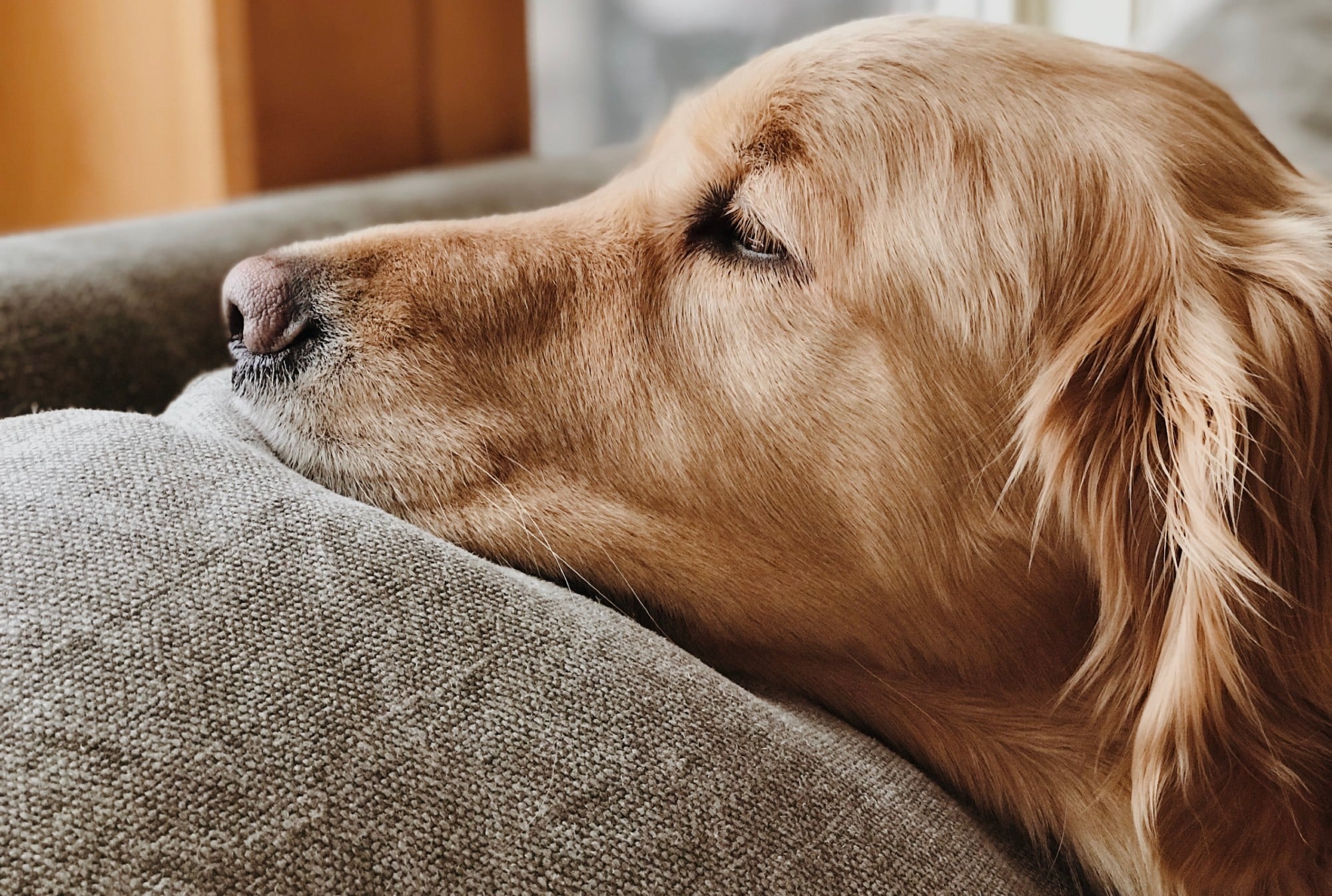 Are Golden Retrievers Dying Younger? Vital Insights