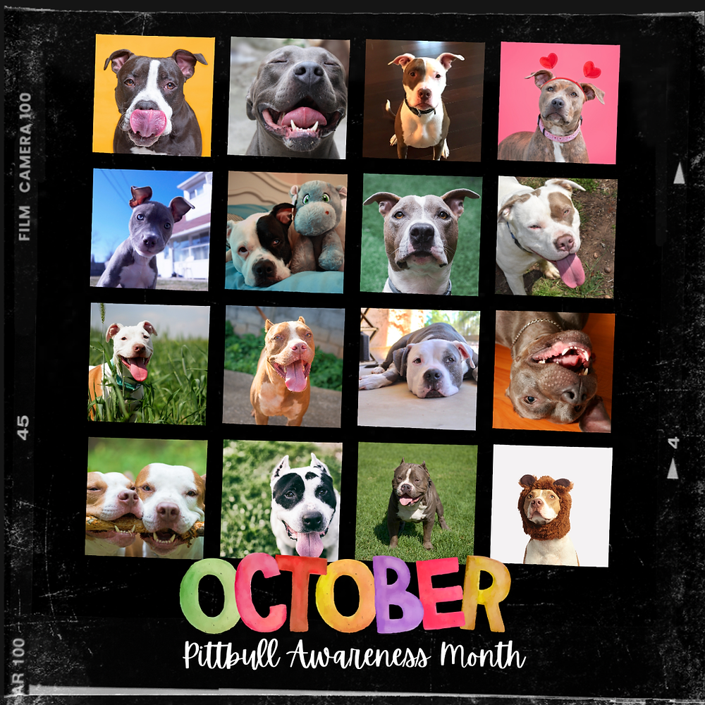 Are Pitbulls Brachycephalic? Unveiling the Truth