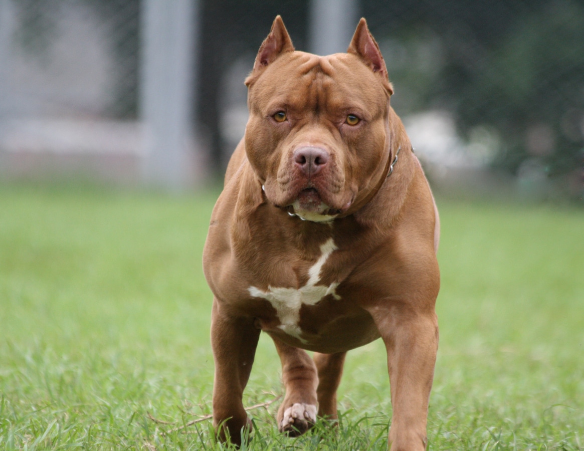 Are Pitbulls Illegal in Georgia?: Uncover the Truth!