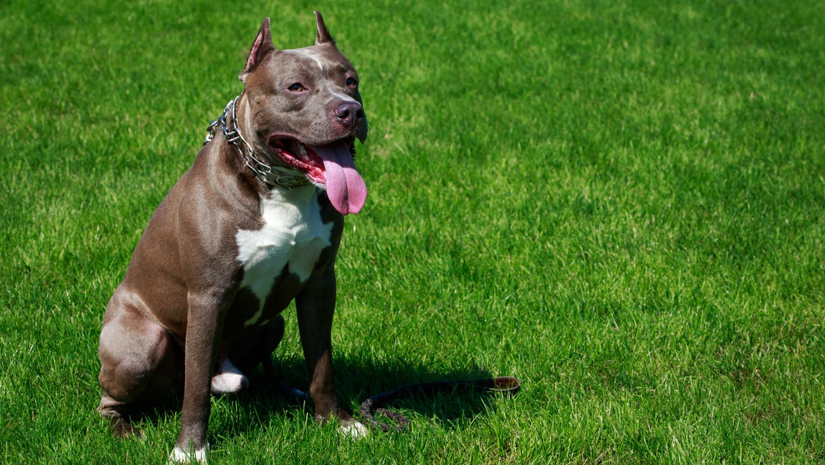 Are Pitbulls Legal in Iowa?: Unveiling the Truth