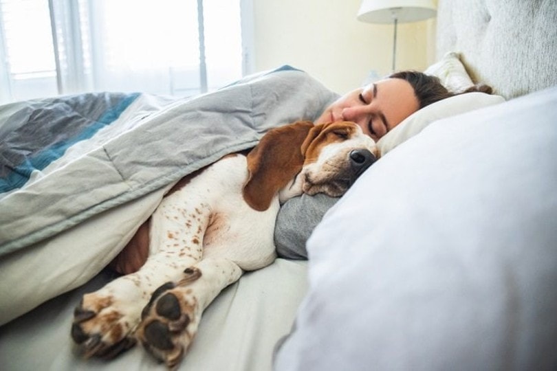 are there health benefits to letting your pet sleep with you discover now