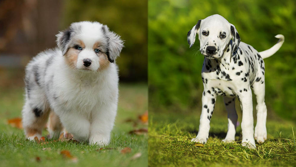 aussie dalmatian mix unleashing unique charm