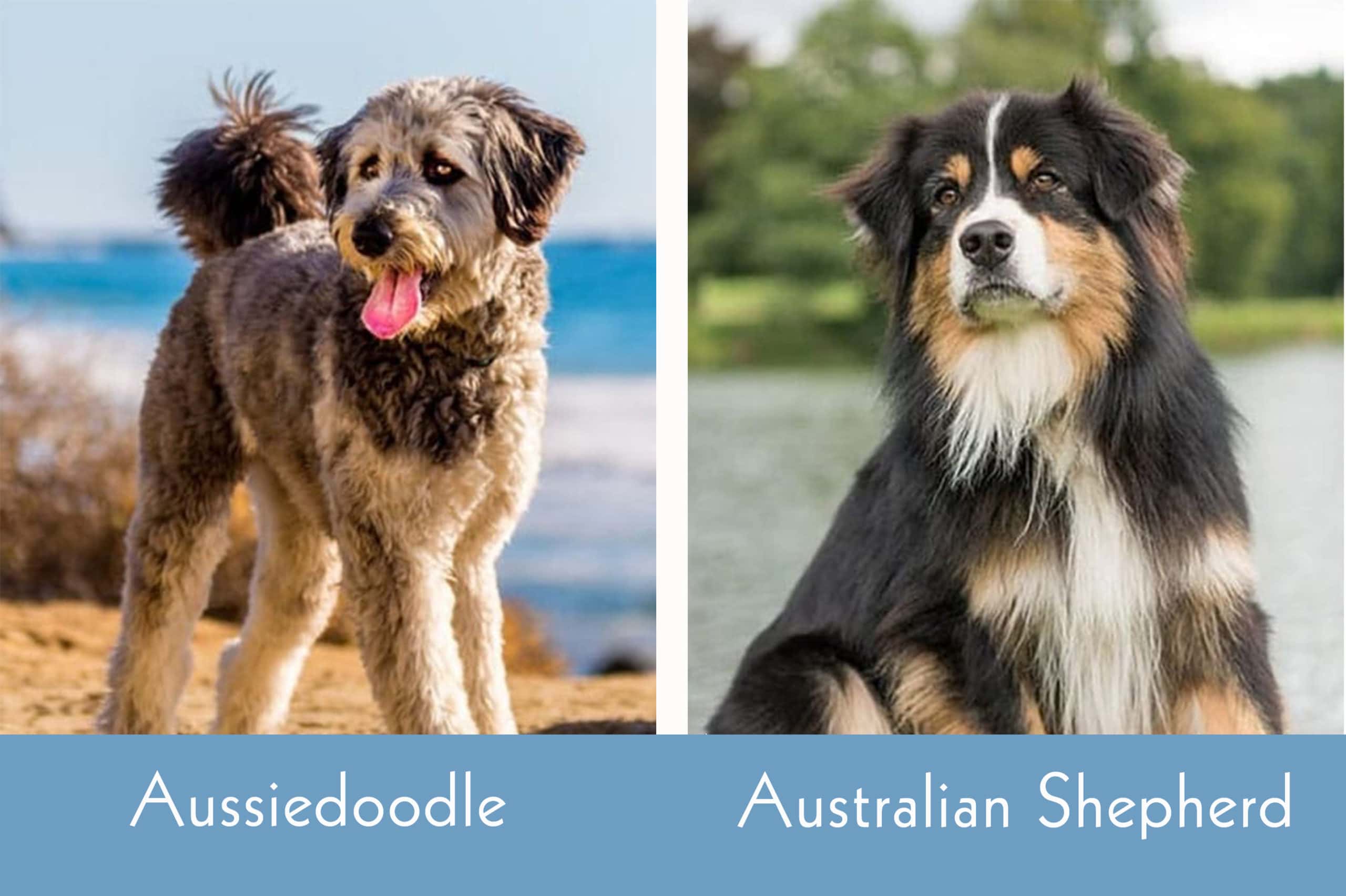 Aussiedoodle Vs Australian Shepherd: Best Pick?