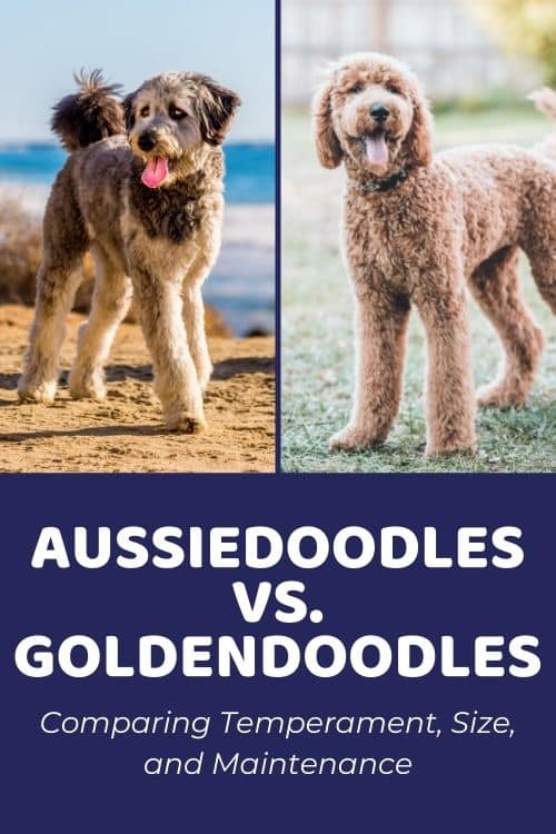 Aussiedoodle Vs Goldendoodle: Ultimate Breed Battle