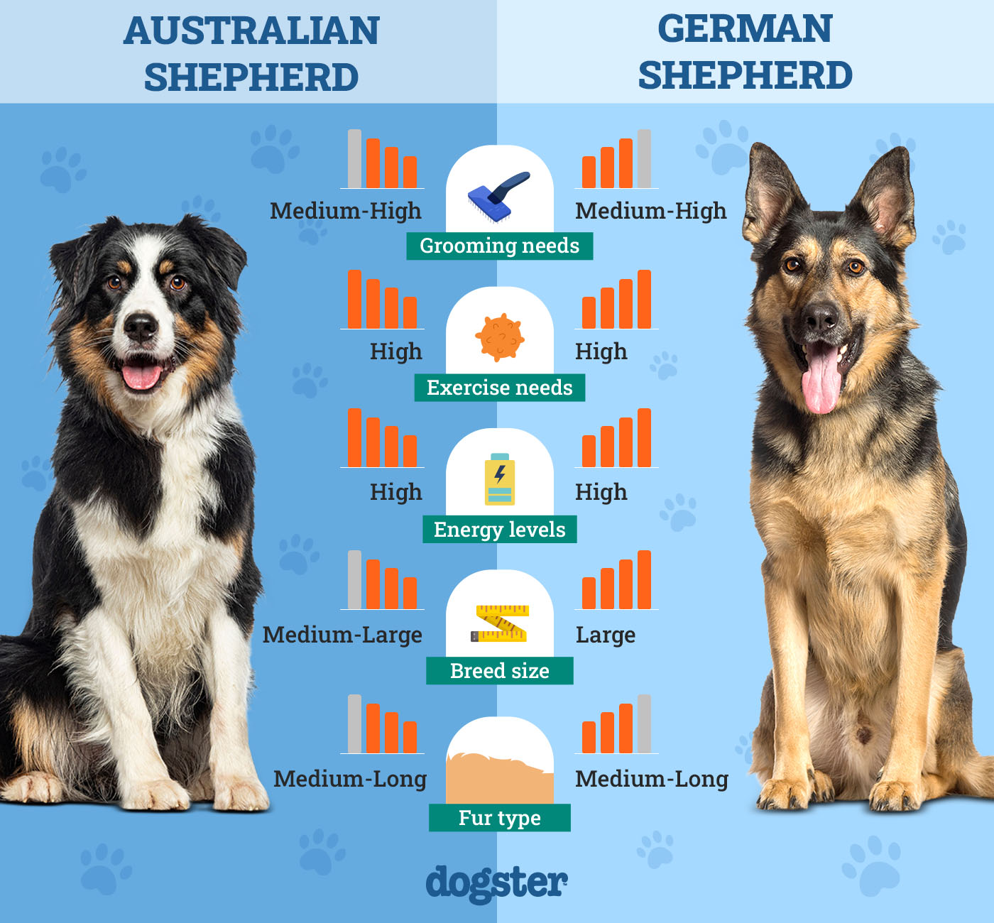 australian shepherd vs german shepherd ultimate breed comparison