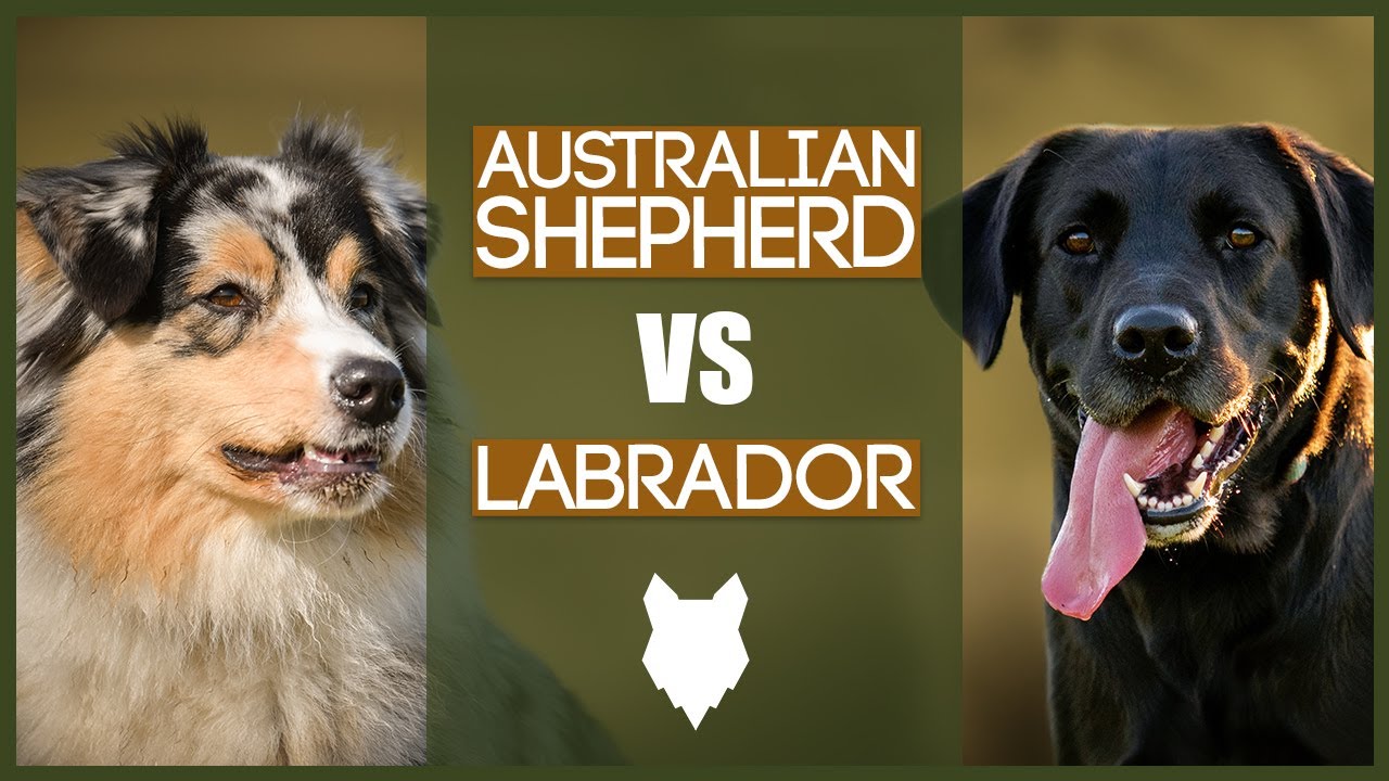 Australian Shepherd Vs Labrador: Which Breed is Right for You?
