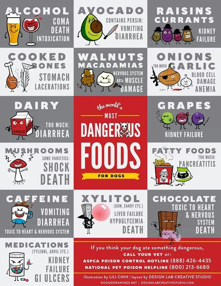 Avoid Dog Foods That Can Harm Your Pet: Top Tips