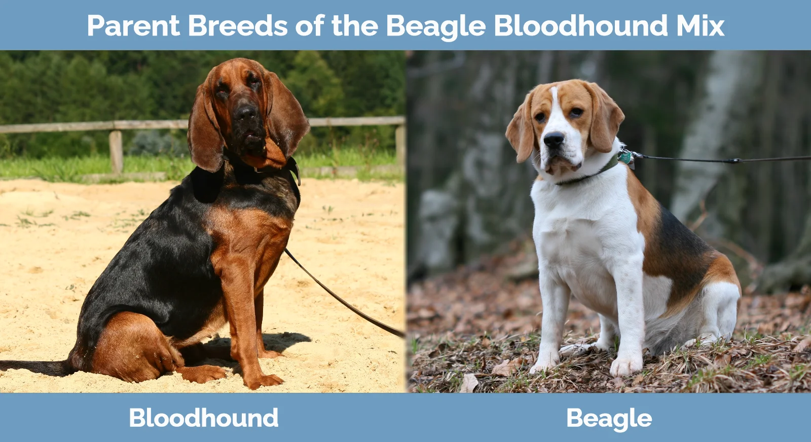 Beagle Bloodhound Mix: Unveiling the Ultimate Scent Hound