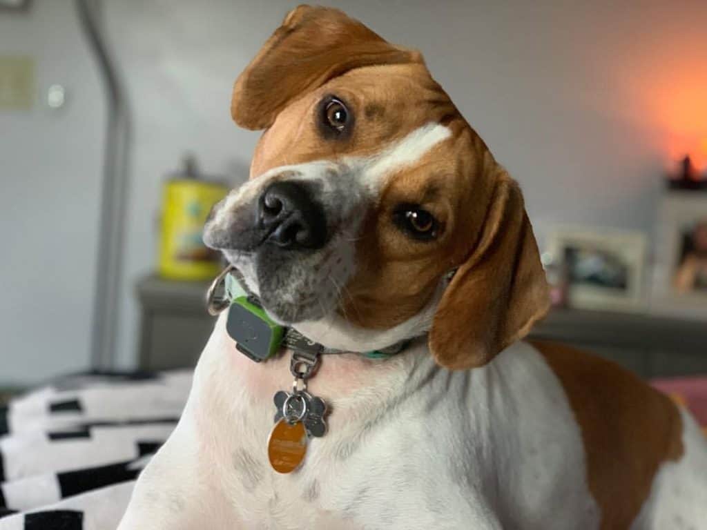 Beagle Pitbull Mix: Unveiling the Ultimate Companion